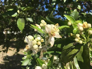 تالار پذیرایی آپادانا