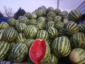 تره بار فروشی ارزونی