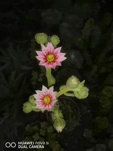 گل آنتیک 5