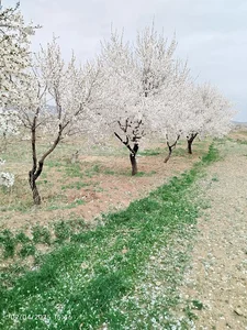 باغ انگور حاج محمد علی نوری