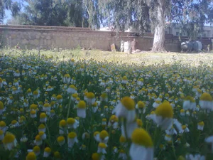 سوپرمیوه وتره بار دستچین