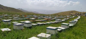 زنبورستان عسل آلاء کردستان (مهندس کیوان رسول پور)