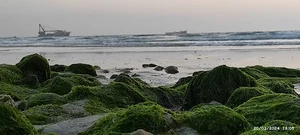 نخل تقی
