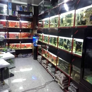 آکواریوم آنجل