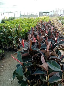 گلسرای مهدی یار