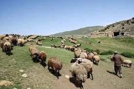 دامداری پاکدامن