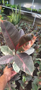 گلخانه‌ باغ بهشت