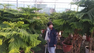 گلخانه مرکزی گلدسته