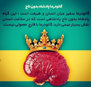 فروشگاه انحصاری گانودرما