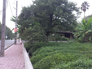کارخانه چای سازی کلار آباد