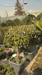 باغ گل ايران رز 2