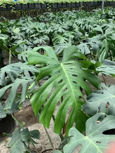 گلخانه آریانی فر 5