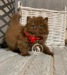 Pet Batis پت باتیس