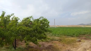 برج ابی پنج تن