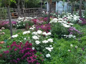 کمپ بزرگسالان چیتگر 5