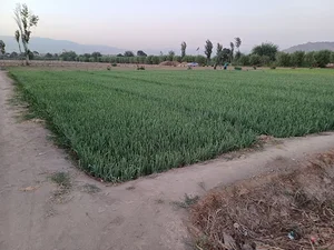 مزرعه حاج