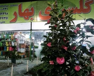 گلسرای بهار