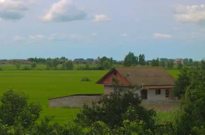 برنج یزدانیان 2