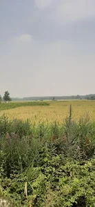 املاک بنفشه