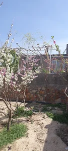 دامداری