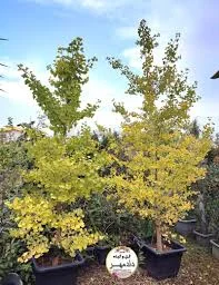 گلستان آزالیا