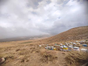 عسل ادیب خوانسار