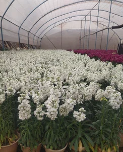تولیدی گل و نهال تک نهال سپاهان