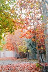 خیابان سادات