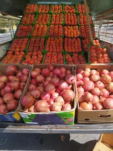 اقای میوه