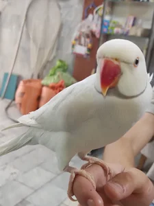 پرنده سرای ققنوس