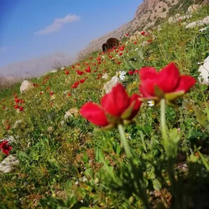 روستای گرداب مُنگره