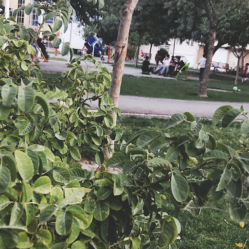 بوستان ماهیان
