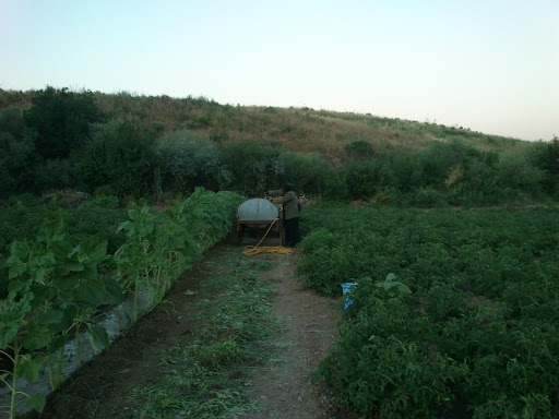 باغ فرشاد مرادیان
