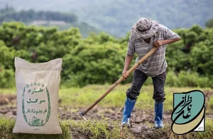 بازرگانی برنج علی ناظران