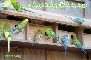 پرنده فروشی مرغ خروس