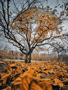 بوستان صارمی