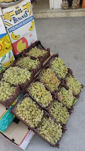 میوه فروشی ریاست