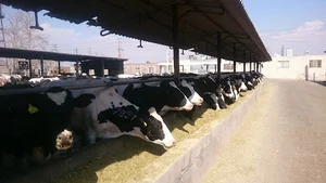 دامداری عشاقی