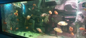 آکواریوم آکواسنتر اصفهان