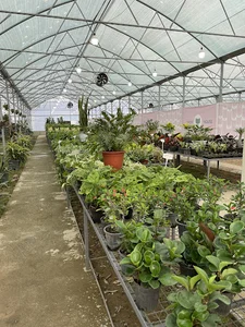 گلخانه دیسار / Disar greenhouse