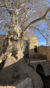قنات و چنار کهنسال ششناو