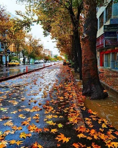 کتاب بیرکو