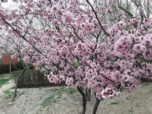 باغ برادران مرادیان