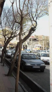 فلافل کنجدی سید