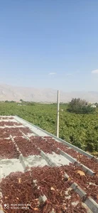 مرکز بسته بندی گیاهان دارویی