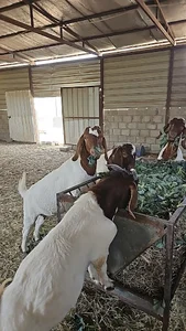 مزرعة غنيم بنيا الشويعر(الريف الجميل)