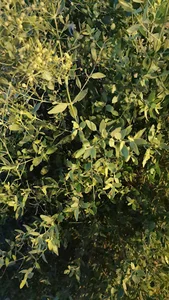 فرج المسافر