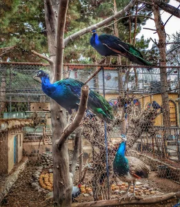 Birds Garden