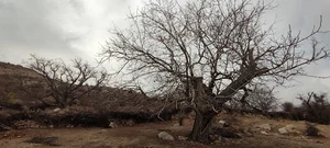 روستای پرشکفت