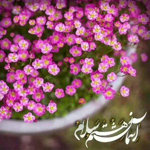 دکتر امیر بیگدلی 4
